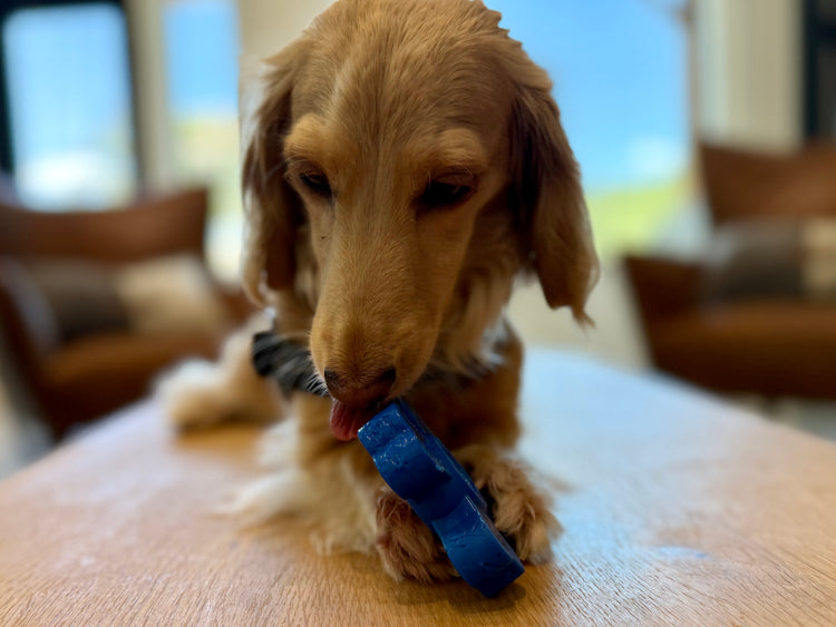 The Pup Puck - Power Chewer Kit