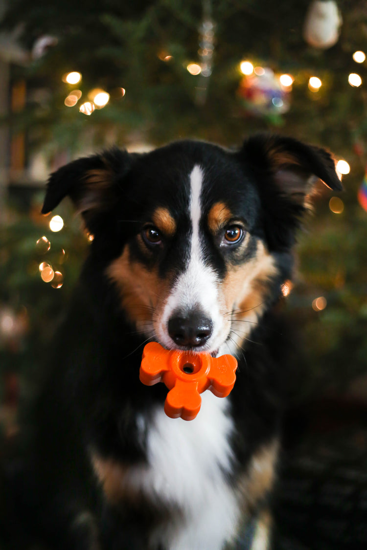The Pup Puck - Power Chewer Kit